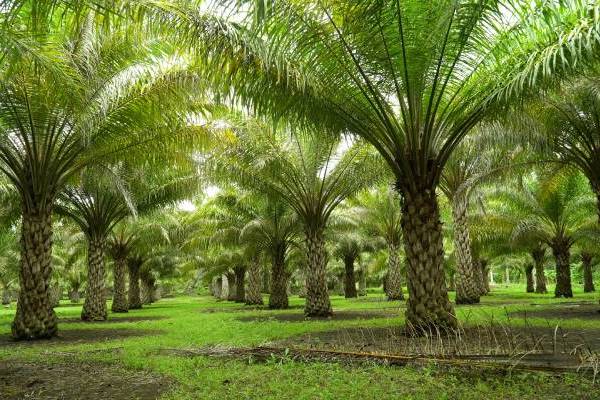 Exotic Palm Tree Sales